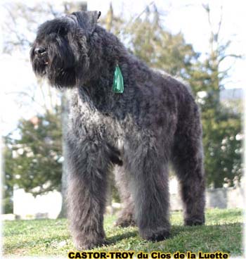 bouvier des flandres du clos de la luette - copyright déposé